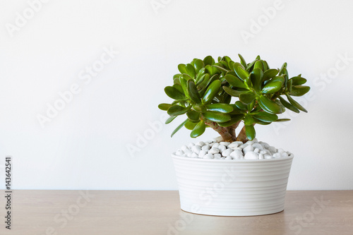 Photo houseplant Crassula ovata jade plant money tree in white pot