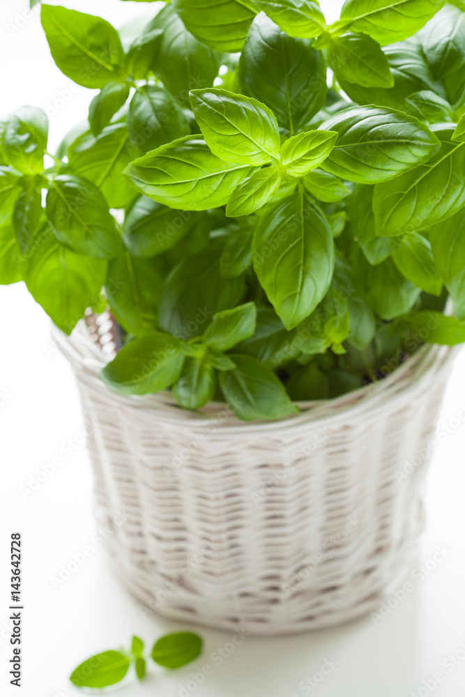 fresh basil herb in a pot fresh basil herb in a pot