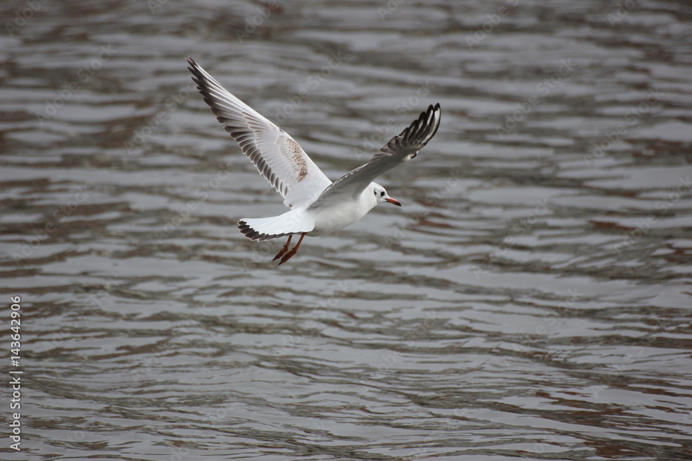 Naklejka premium river Seagull in flight and on the water