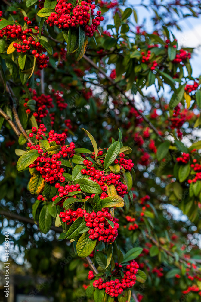 Obraz premium red berries