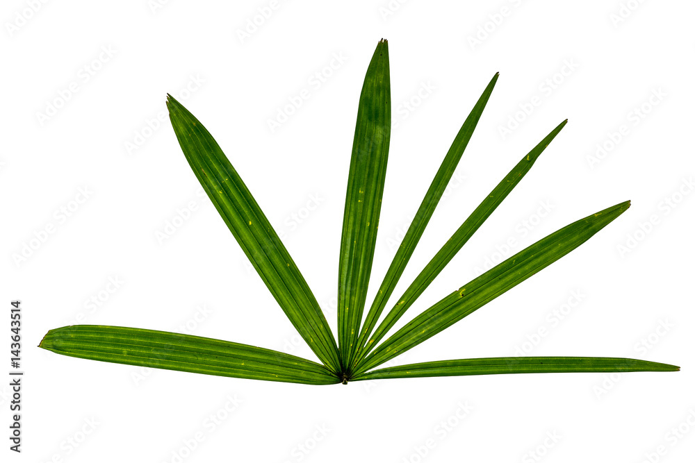 Fototapeta premium Green leaf on white