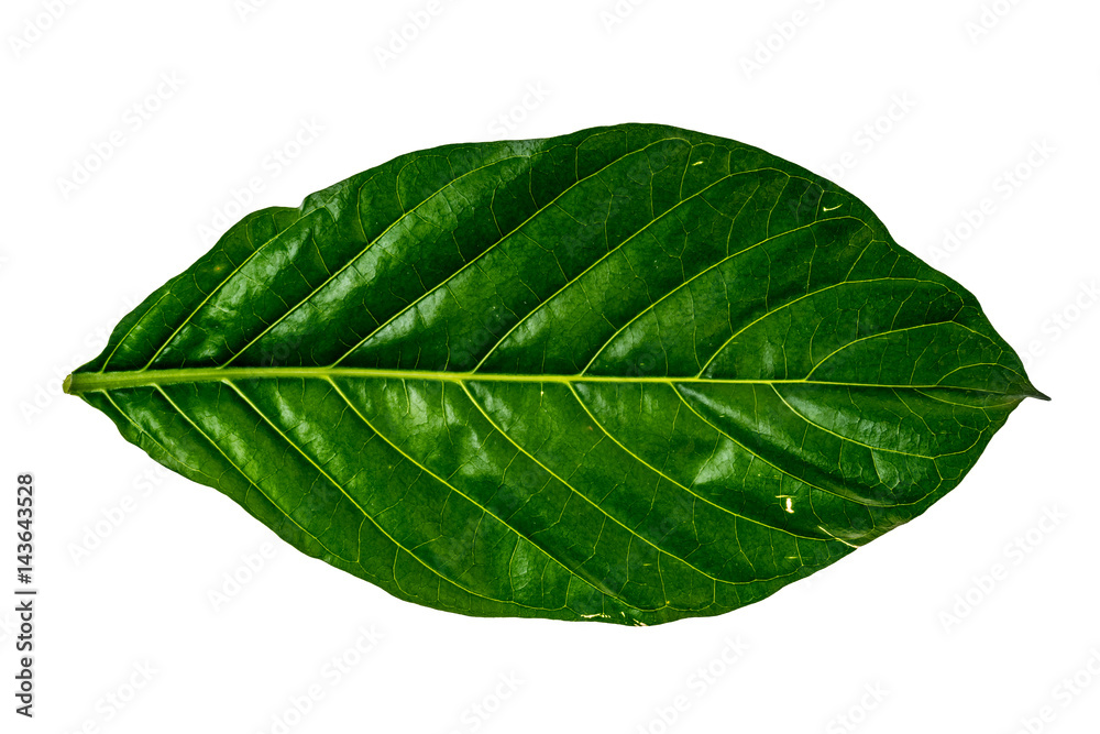 Obraz premium Green leaf on white