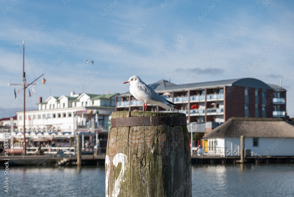 Fototapeta premium Eine Möwe vor der Skyline von Büsum