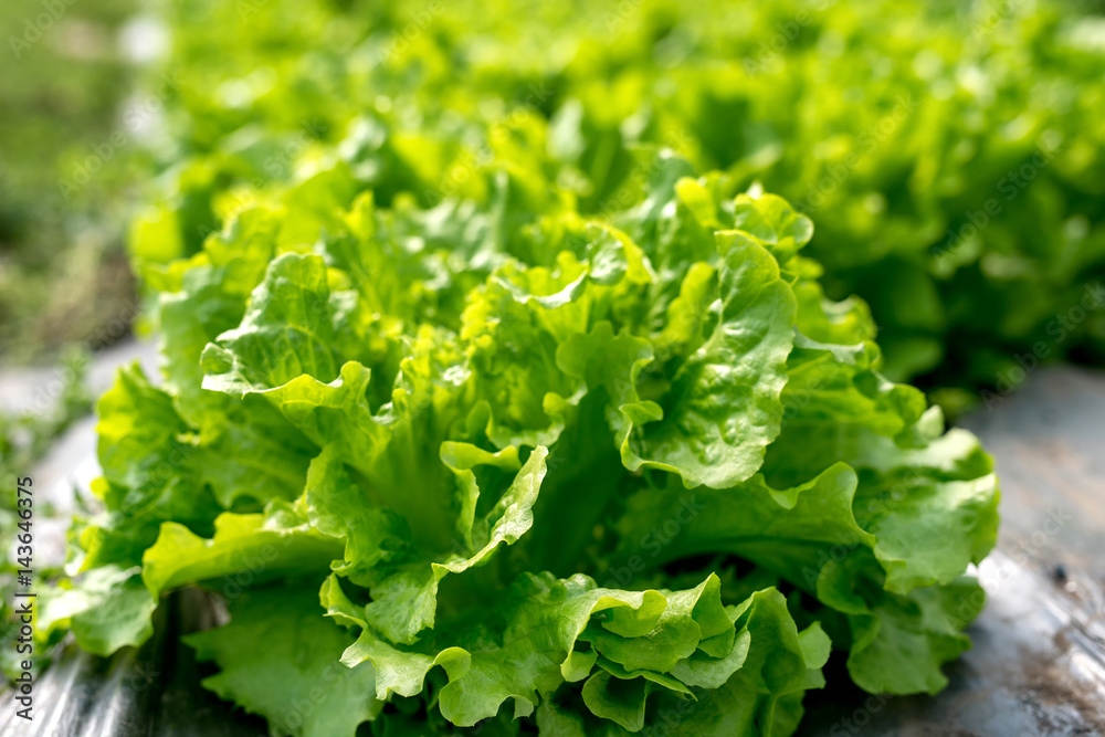Fresh lettuce in a hothouse - selective focus - obrazy, fototapety, plakaty 