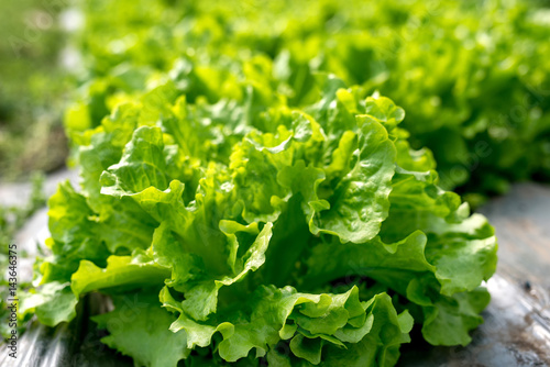 Photo Fresh lettuce in a hothouse - selective focus