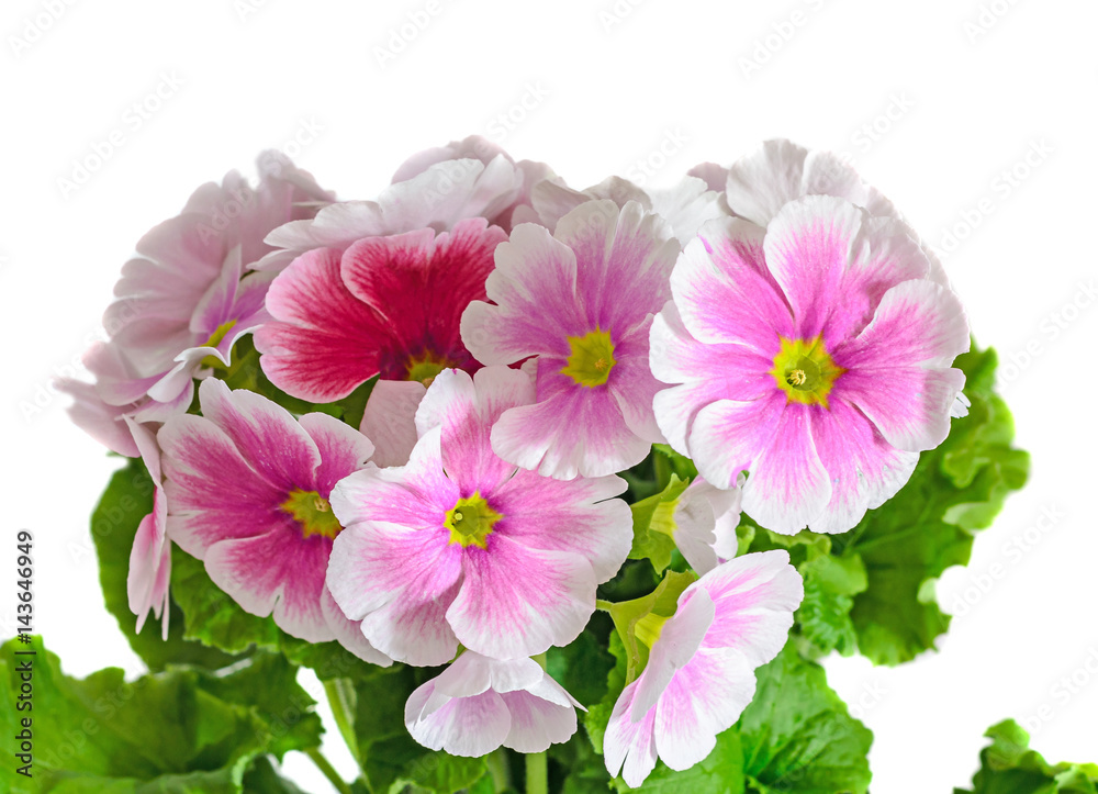 Primula obconica touch me, pink with white flowers, green leaves, close up, white background Primula obconica touch me, pink with white flowers, green leaves, close up, white background