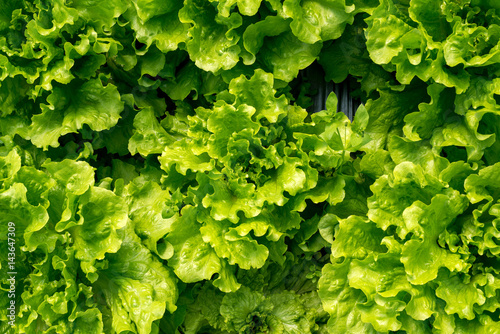 Fotografija Fresh lettuce in a hothouse - top view