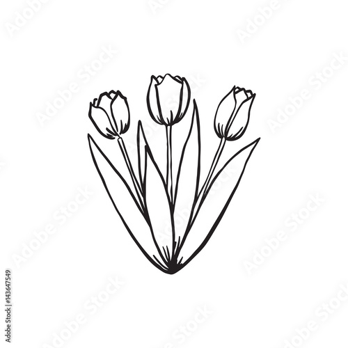 Hand drawn set of  tulips.