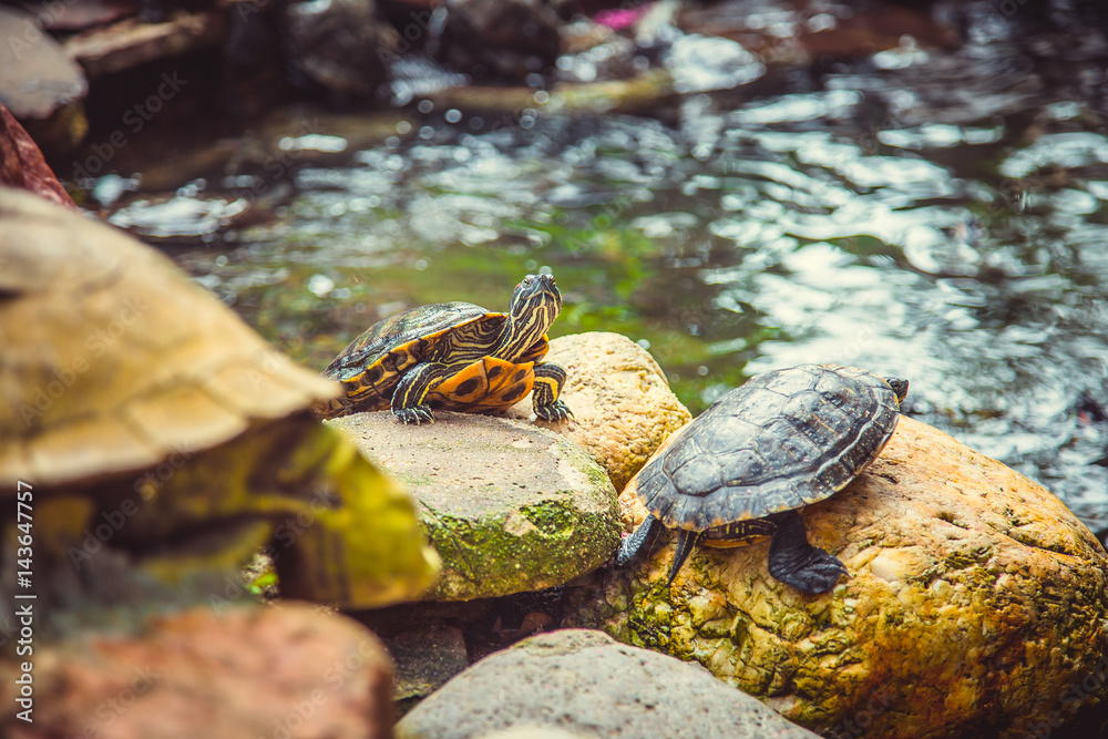 Fototapeta premium dwarf turtles sit on stones in the temple. Malaysia
