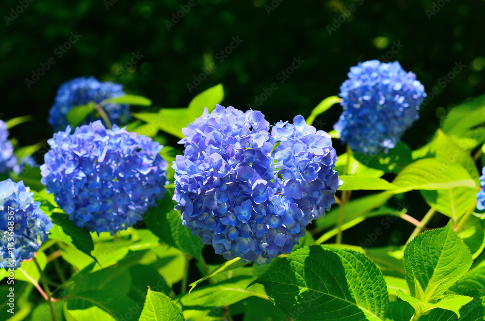 あじさい
hydrangea, Japan
あじさい
hydrangea, Japan