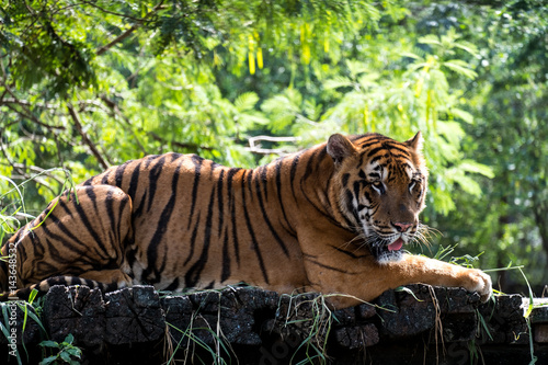 Fototapeta Naklejka Na Ścianę i Meble -  Bengal Tiger