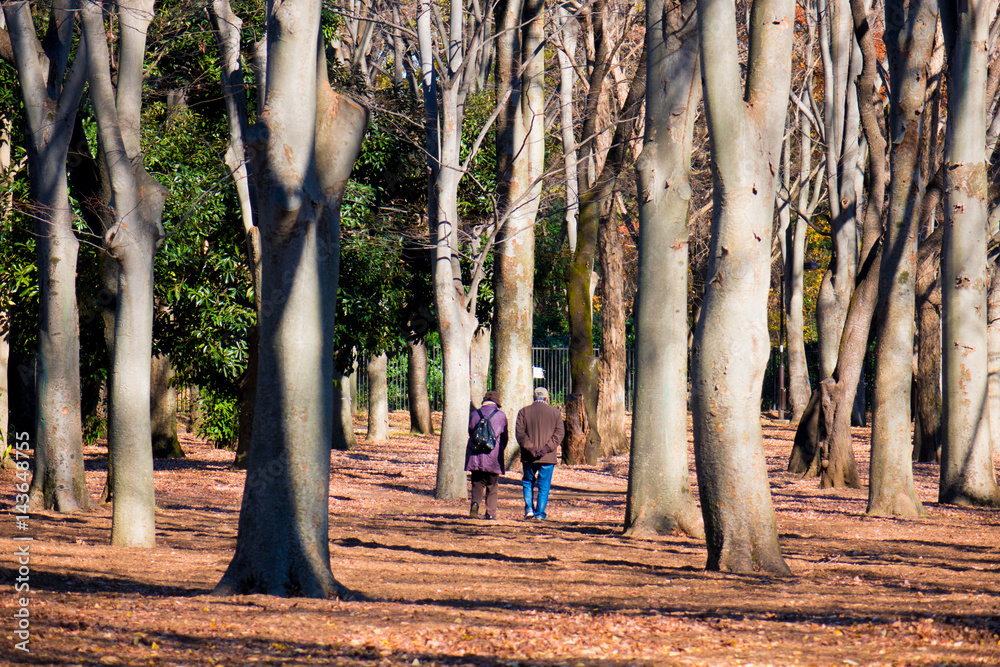 Fototapeta premium 秋の公園の風景