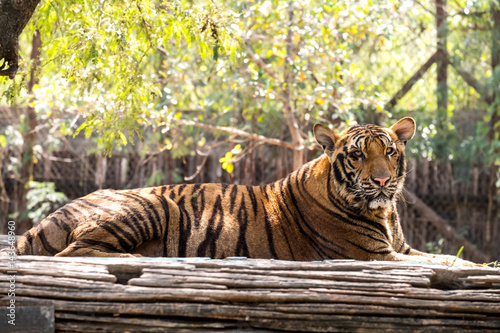 Fototapeta Naklejka Na Ścianę i Meble -  Bengal Tiger