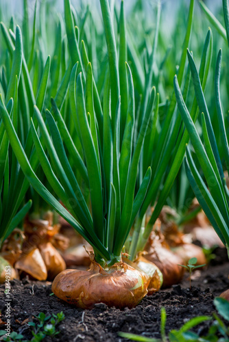 close-up of onion plantation in a hothouse - selective focus, vertical