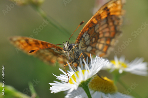 The heath fritillary (Melitaea athalia) Collecting nectar on flower. © Ivan