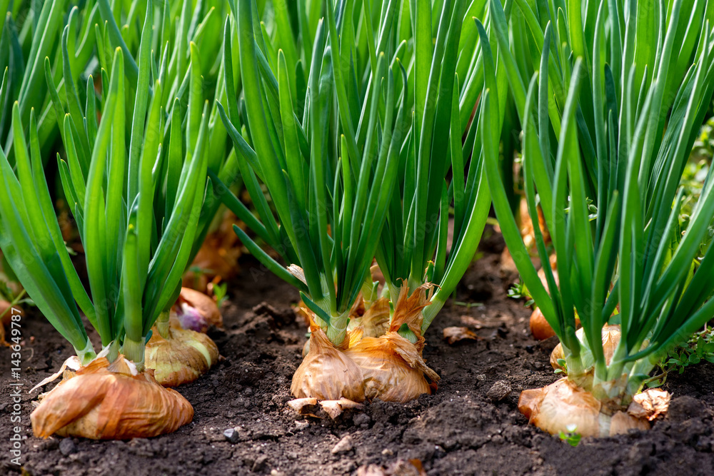 close-up of onion plantation in a hothouse - selective focus - obrazy, fototapety, plakaty 