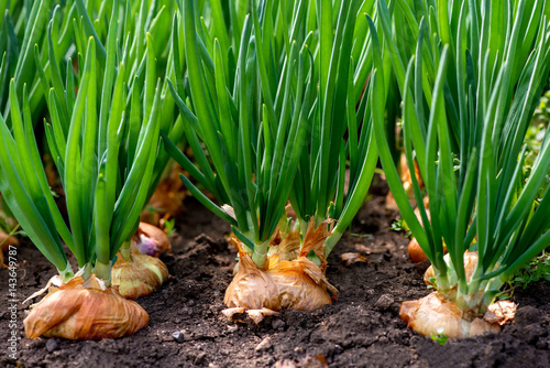 close-up of onion plantation in a hothouse - selective focus