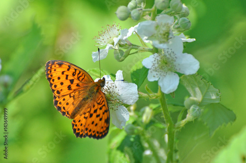 Fotomurale Brenthis daphne, Marbled Fritillary   butterfly collecting nectar on wild flowers
