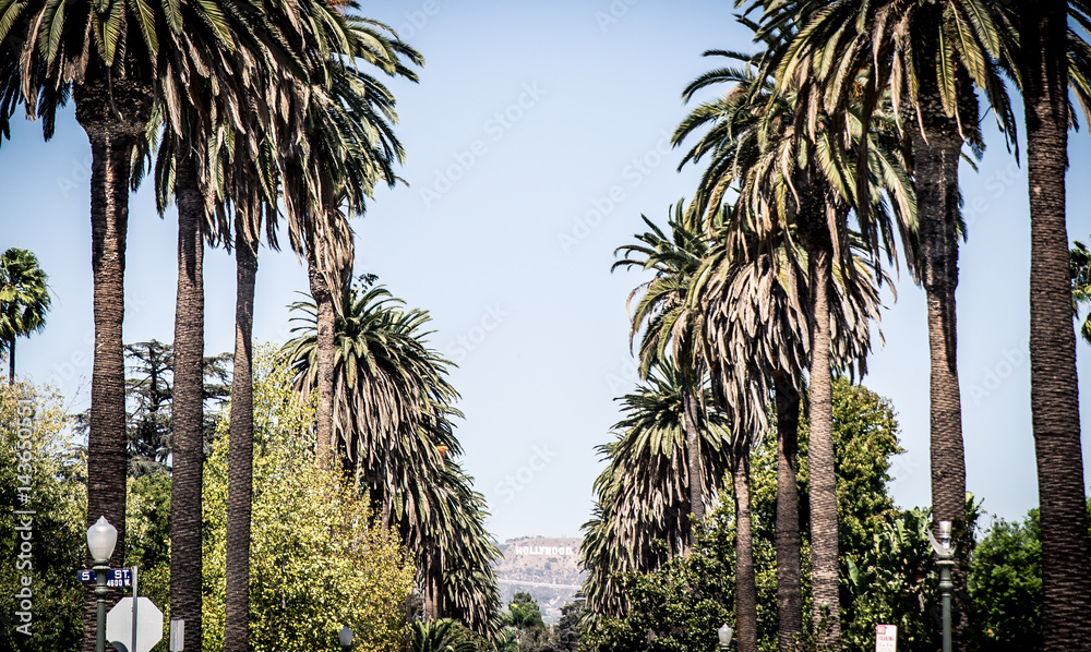 Fototapeta premium Palmy w Beverly Hills