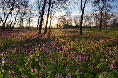 Wallpaper Mural Sunny spring lawn at morning Torontodigital.ca