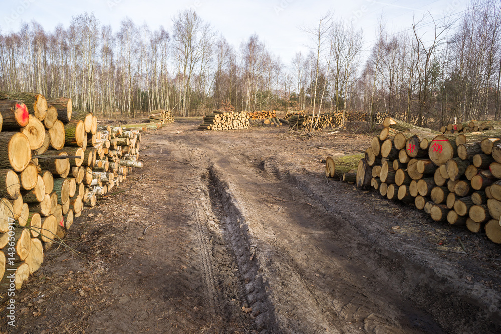 Wycinka drzew w okolicy Zgierza pod budowę S14 