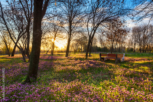 Sunny spring lawn at morning