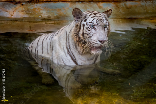 Fototapeta Naklejka Na Ścianę i Meble -  White Tiger