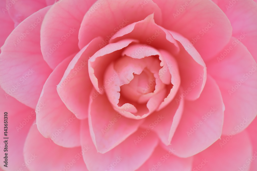 乙女椿のアップ Camellia japonica 乙女椿のアップ Camellia japonica