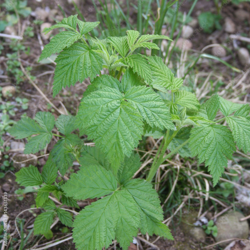 Pianta di Lampone in giardino. Rubus idaeus Pianta di Lampone in giardino. Rubus idaeus