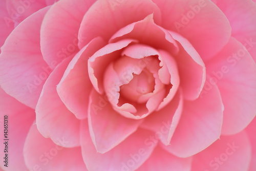 乙女椿のアップ　Camellia japonica 
