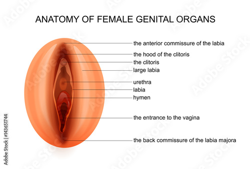 anatomy of female genital organs photo