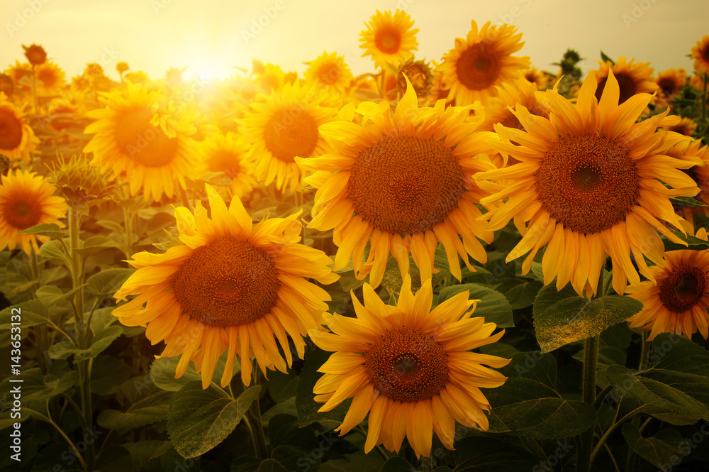 Fototapeta premium sunflowers and sun