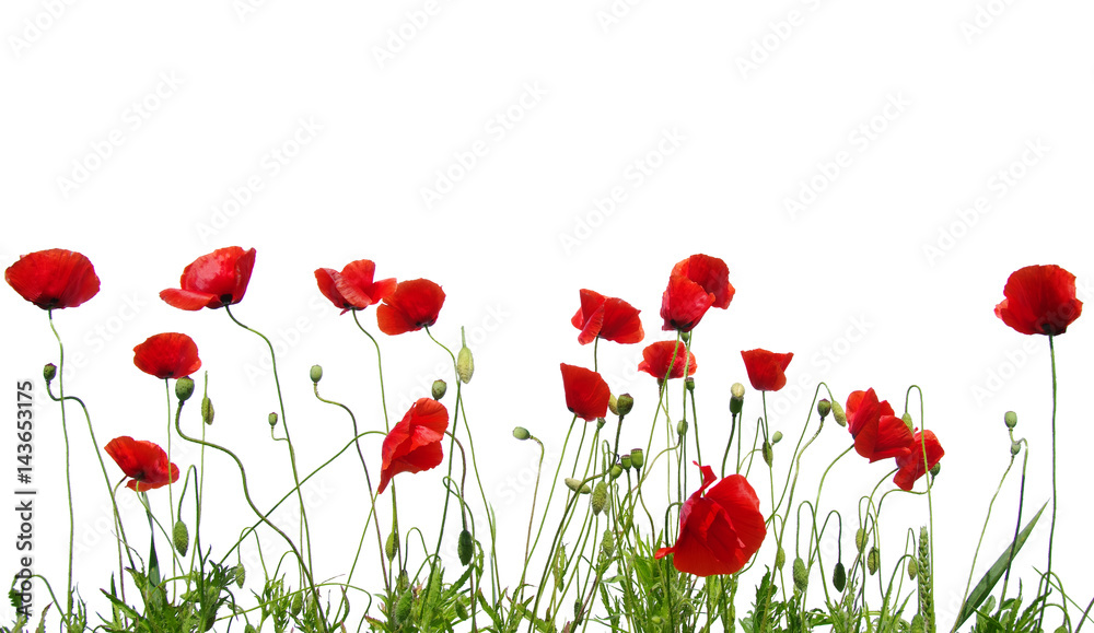 Naklejka premium czerwone maki na białym tle