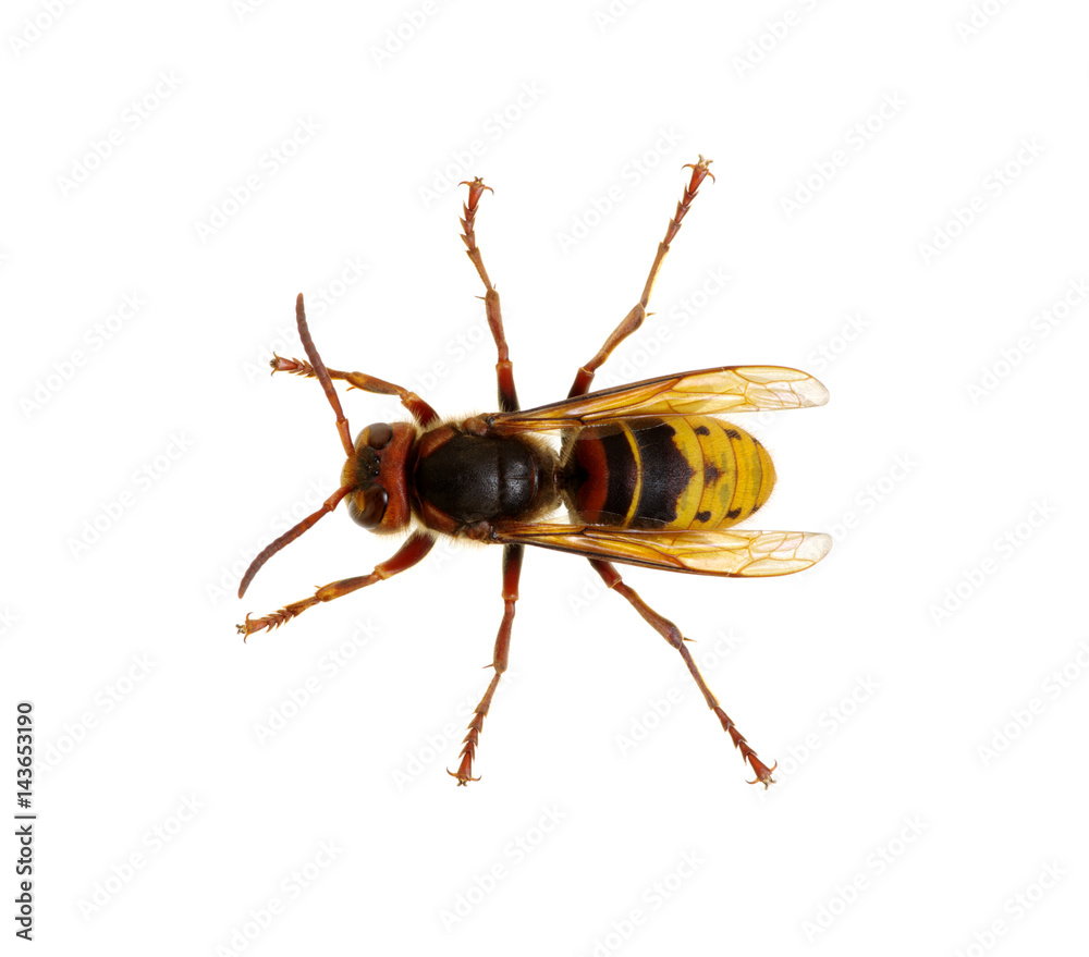 hornet isolated on white hornet isolated on white
