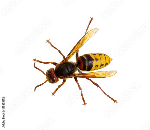 hornet isolated on white