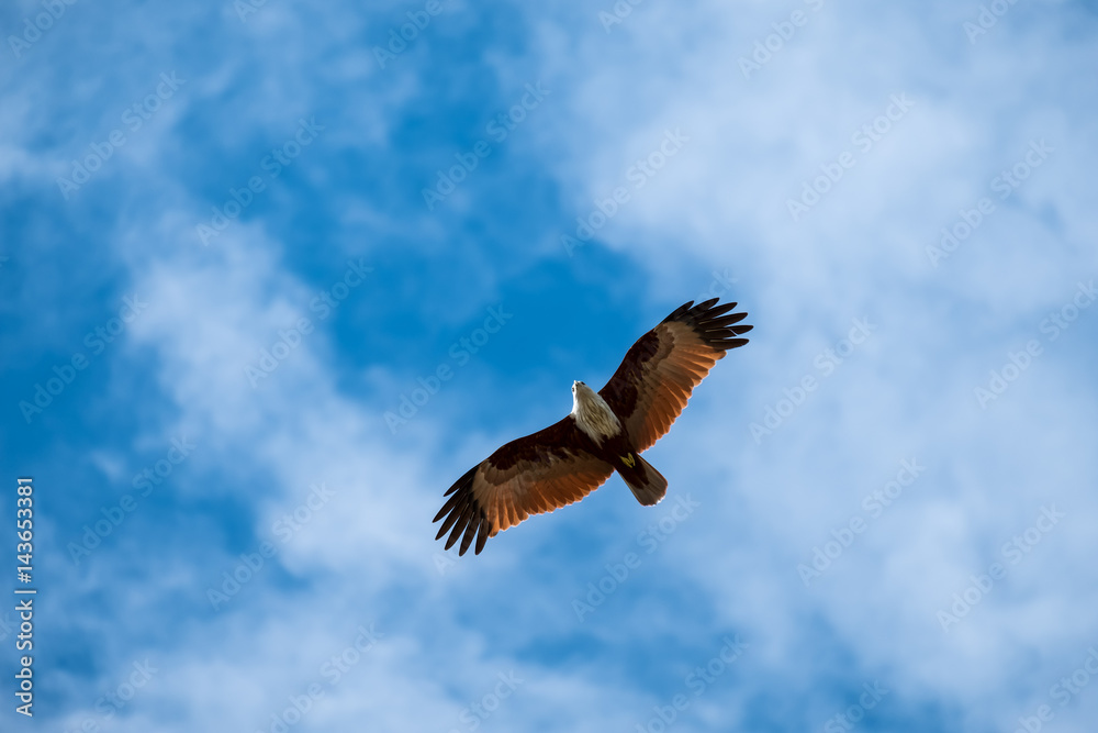 Fototapeta premium Red Hawk