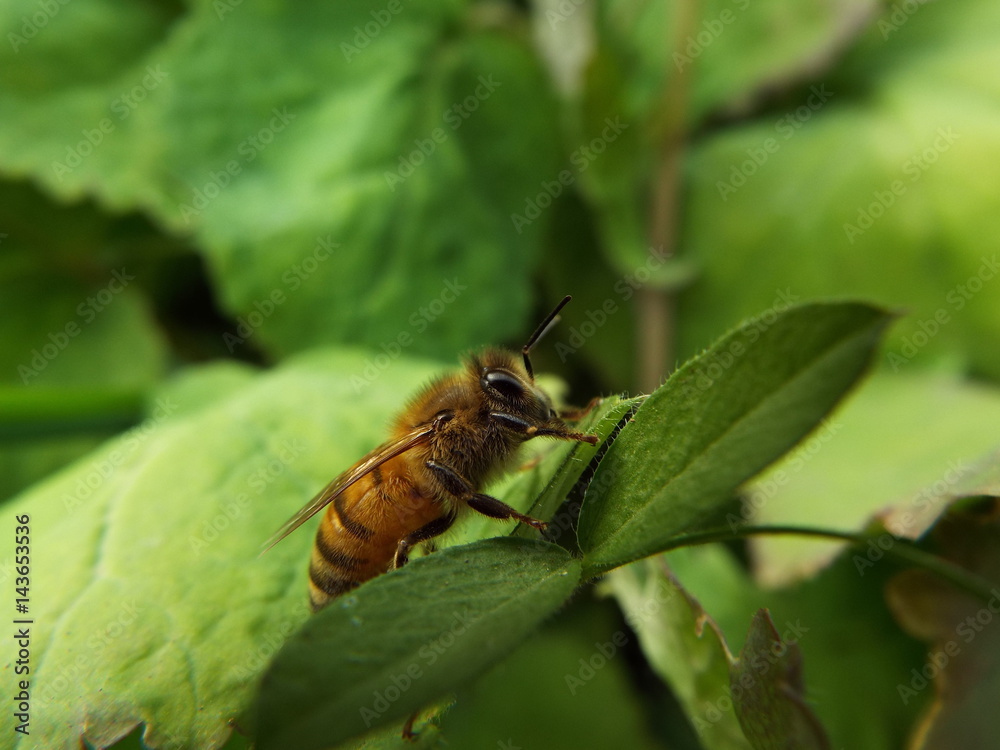 ミツバチ honeybee