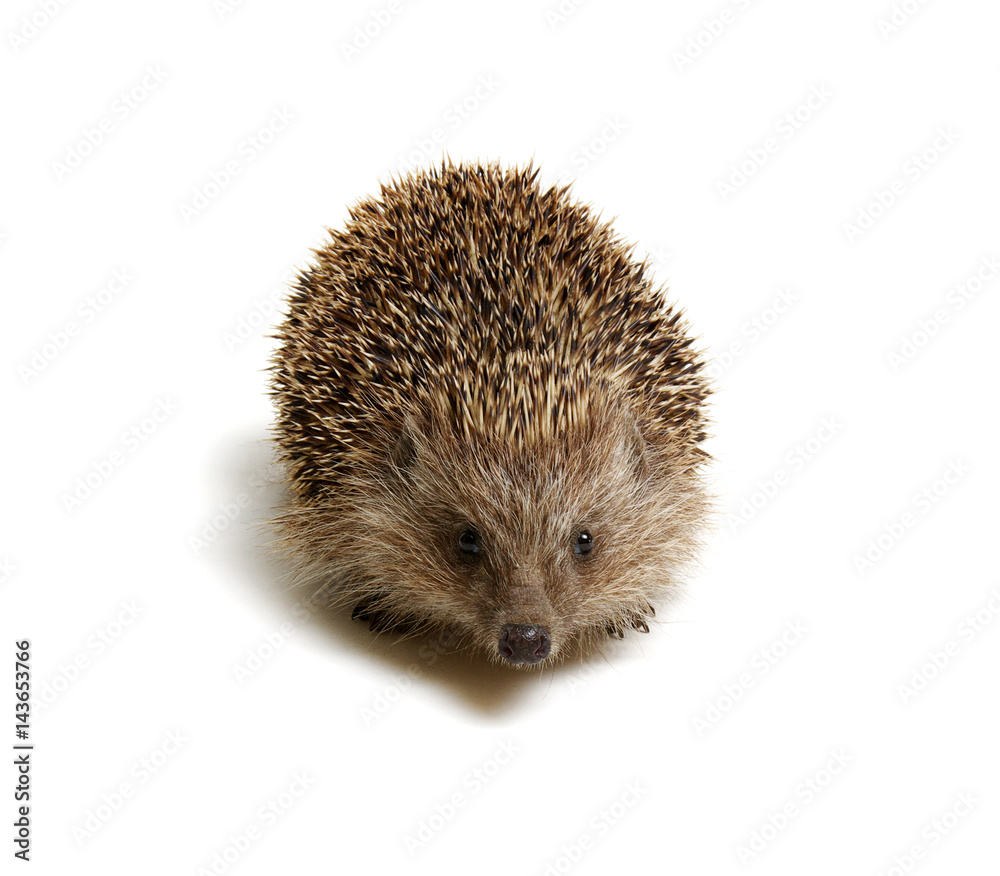 Hedgehog isolated on white Hedgehog isolated on white