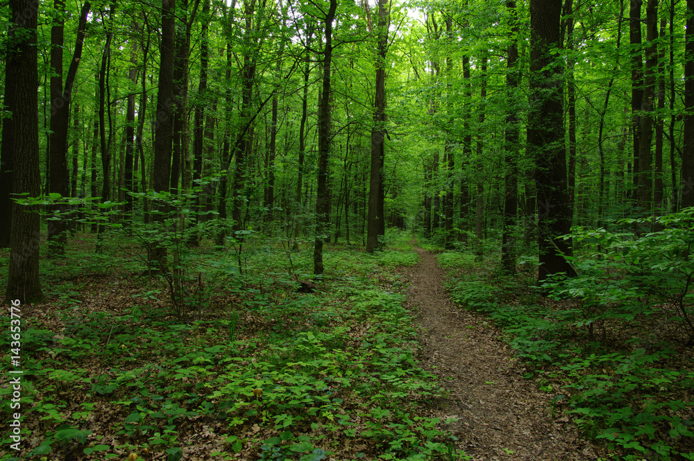 Trees in green forest Trees in green forest