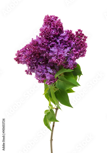 Flowering branch of lilac