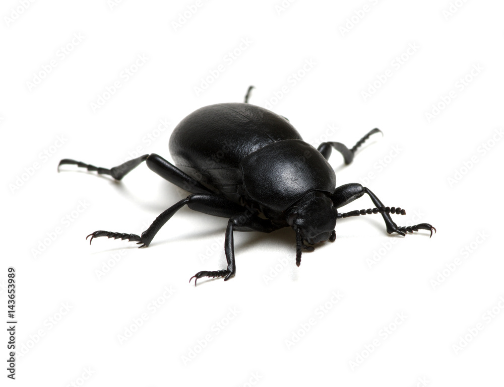 black beetle on white black beetle on white