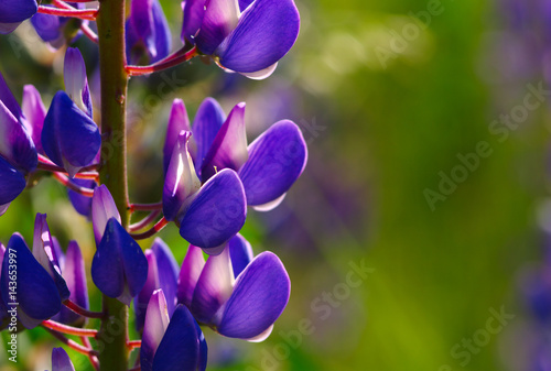 flower on green background