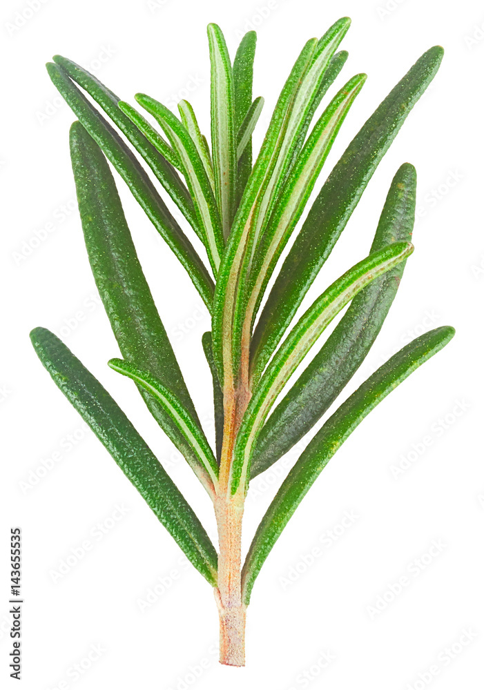 Obraz premium rosemary isolated in closeup