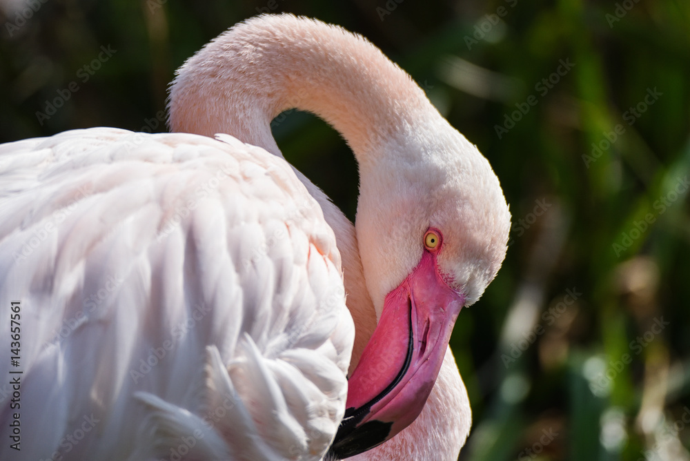 Fototapeta premium Flamingo in the water