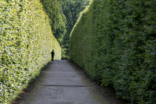 large green alley labyrinth of hedges photo