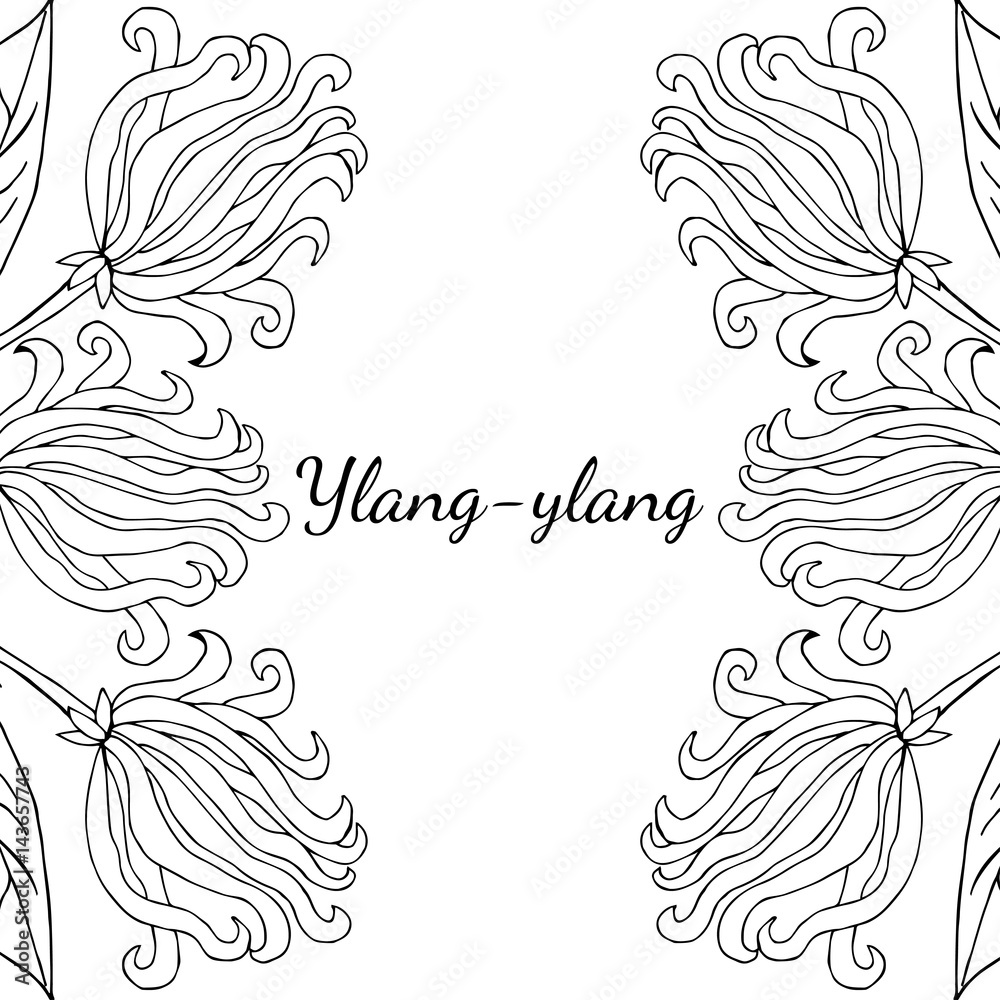 Fototapeta premium Color frame, border, template with ylang-ylang sketch. Aromatherapy series, square banner,background. Great for traditional medicine, perfume design, cooking or gardening.