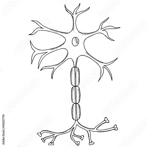 Nerve Cell Neuron, neuron, in sketch style. isolated on white background. Ink hand drawn illustration.