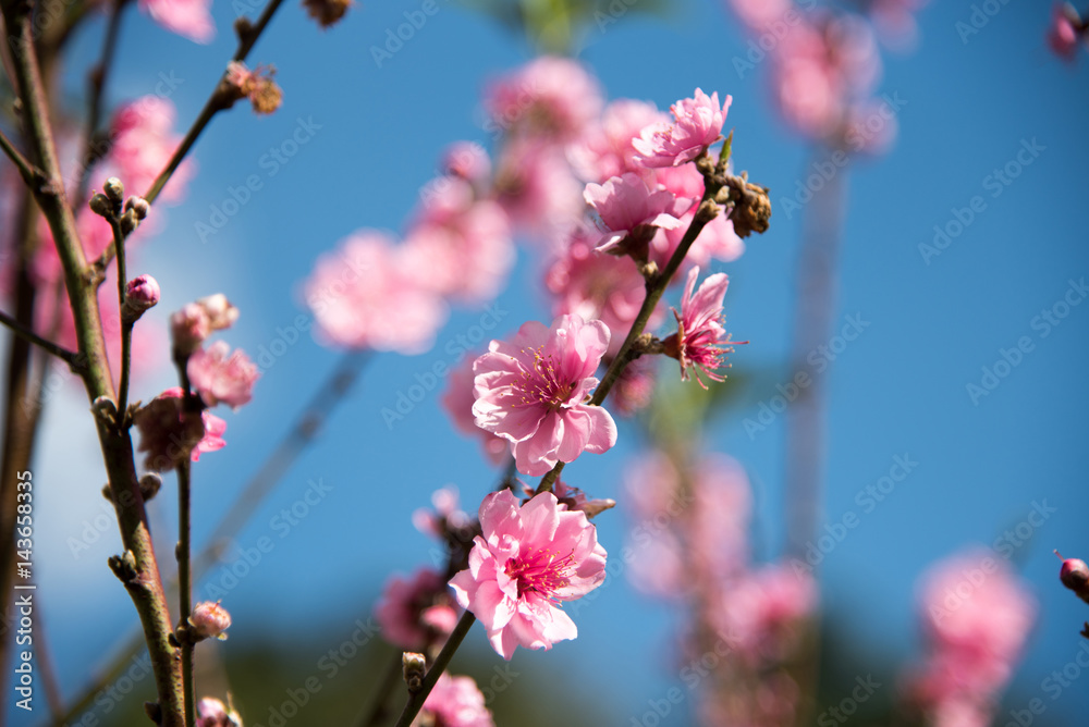 Thailand Sakura flower(pink flower) on branches of trees on blue sky background Thailand Sakura flower(pink flower) on branches of trees on blue sky background