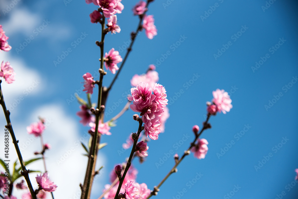 Thailand Sakura flower(pink flower) on branches of trees on blue sky background Thailand Sakura flower(pink flower) on branches of trees on blue sky background
