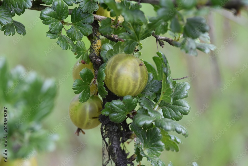 Gooseberries hanging down from the tree. Gooseberries hanging down from the tree.
